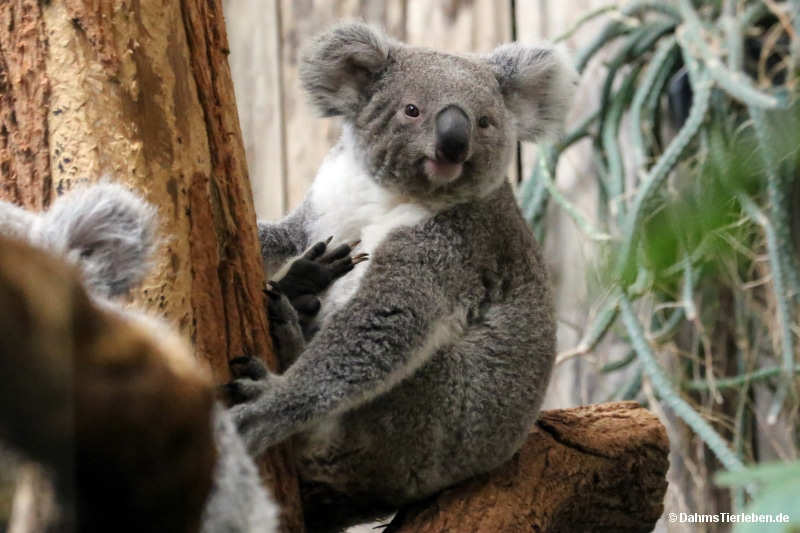 Phascolarctos cinereus