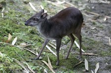 Kongo-Blauducker (Philantomba monticola congica) im Zoo Duisburg