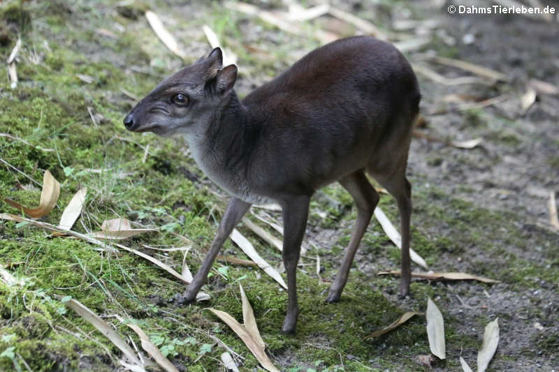 Kongo-Blauducker (Philantomba monticola congica)