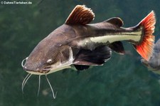 Rotflossen-Antennenwels (Phractocephalus hemioliopterus) im Zoo Duisburg