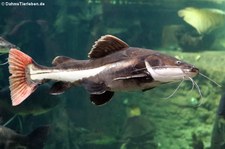 Rotflossen-Antennenwels (Phractocephalus hemioliopterus) im Zoo Duisburg