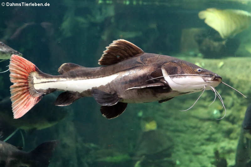 Rotflossen-Antennenwels Phractocephalus hemioliopterus-1