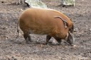 Potamochoerus porcus