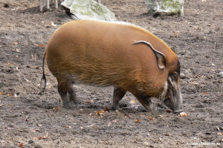Potamochoerus porcus