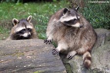 Nordamerikanische Waschbären (Procyon lotor) im Zoo Duisburg