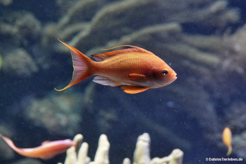 Pseudanthias squamipinni