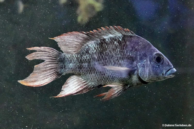 Ptychochromis insolitus