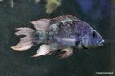 Ptychochromis insolitus