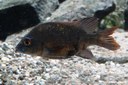 Ptychochromis loisellei