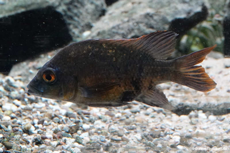 Ptychochromis loisellei