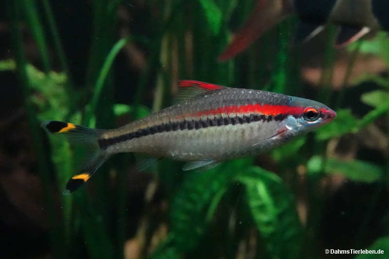 Dawkinsia denisonii