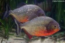 Natterers Sägesalmler (Pygocentrus nattereri) im Zoo Duisburg