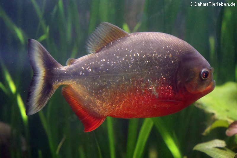 Roter Piranha (Pygocentrus nattereri)