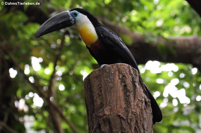 Dottertukan (Ramphastos vitellinus)