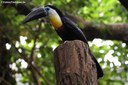 Ramphastos vitellinus