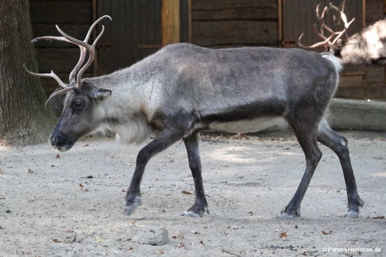 Rangifer tarandus