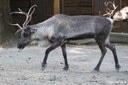 Rangifer tarandus