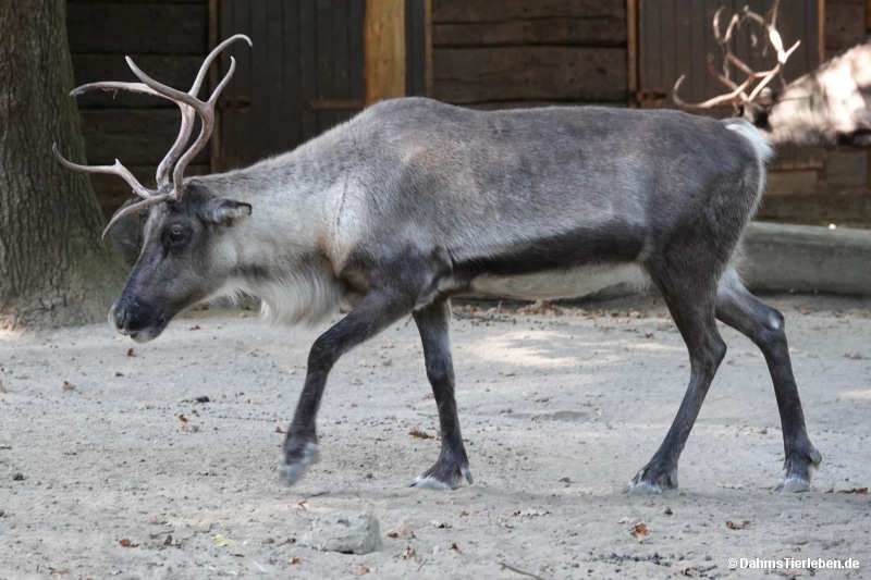 Rangifer tarandus