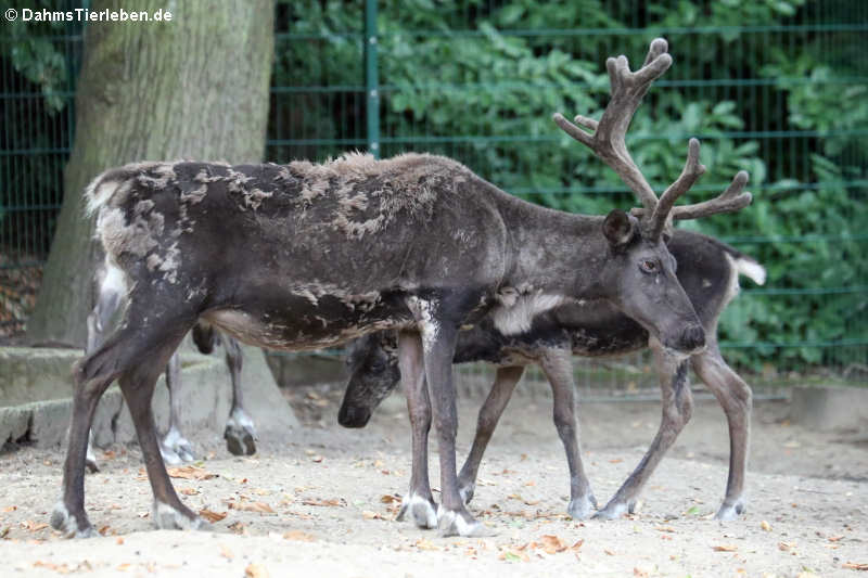 Rentier (Rangifer tarandus)