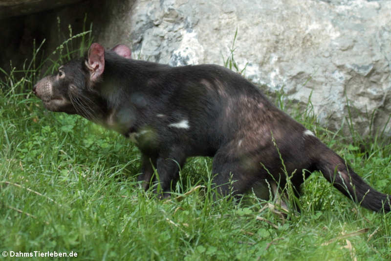 Sarcophilus harrisii