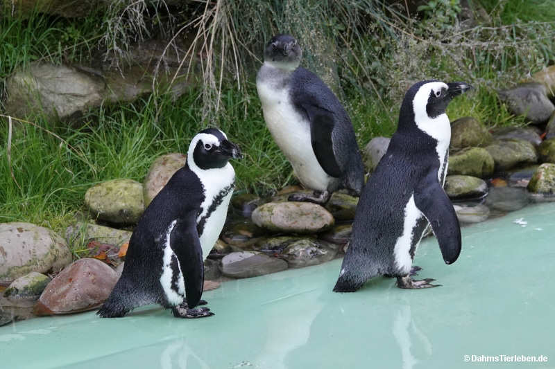 Spheniscus demersus-8