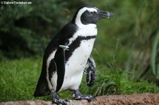 Brillenpinguin (Spheniscus demersus) im Zoo Duisburg