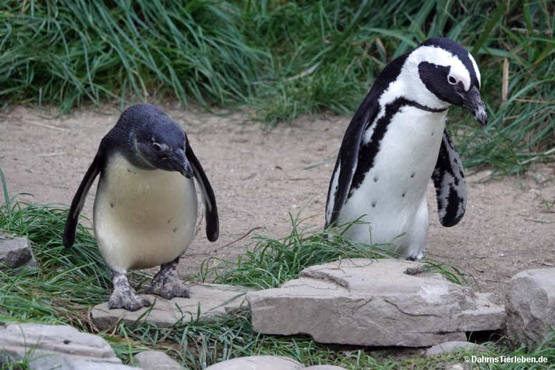 Spheniscus demersus-9