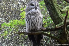 Bartkauz (Strix nebulosa lapponica) im Zoo Duisburg