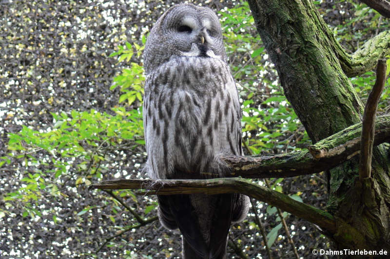 Bartkauz (Strix nebulosa)