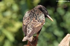 Stare (Sturnus vulgaris vulgaris) in Duisburg