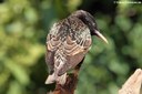 Sturnus vulgaris