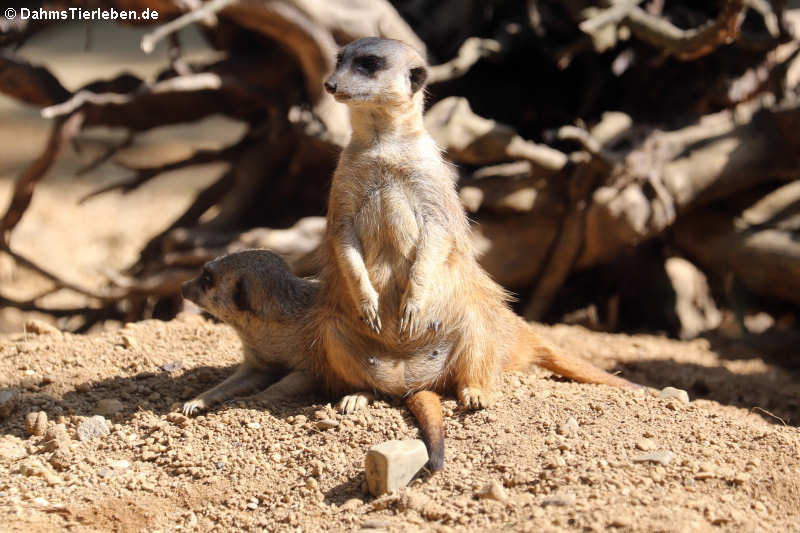 Erdmännchen (Suricata suricatta)