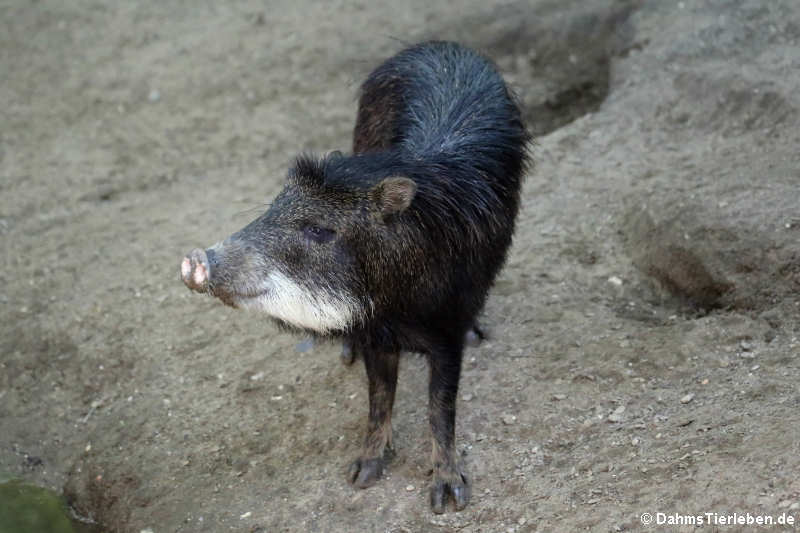 Südliches Weißbartpekari (Tayassu pecari albirostris)