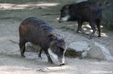 Südliches Weißbartpekaris (Tayassu pecari albirostris) im Zoo Duisburg