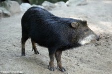 Südliches Weißbartpekari (Tayassu pecari albirostris) im Zoo Duisburg