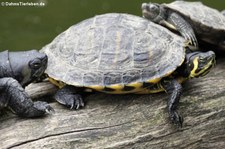 Gelbwangen-Schmuckschildkröte (Trachemys scripta scripta) im Zoo Duisburg