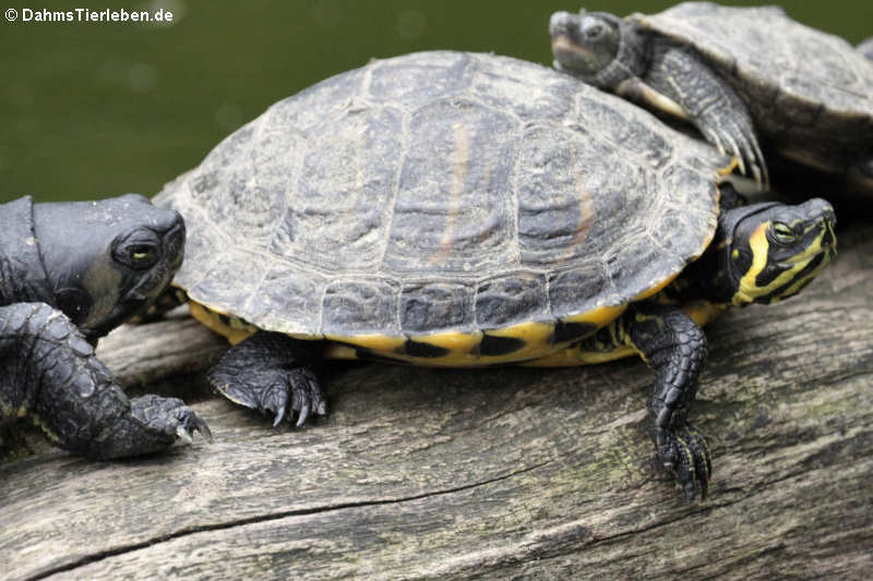 Trachemys scripta scripta-5