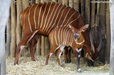 Östliche Bongos (Tragelaphus eurycerus isaaci) im Zoo Duisburg