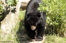 Brillenbär (Tremarctos ornatus) im Zoo Duisburg