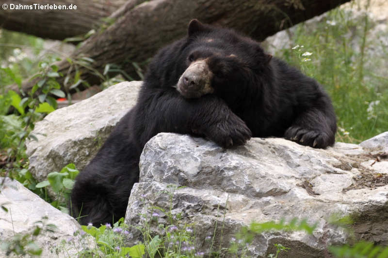 Tremarctos ornatus-5