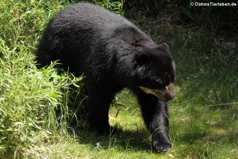 Brillenbär (Tremarctos ornatus)