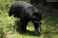 Brillenbär (Tremarctos ornatus) im Zoo Duisburg