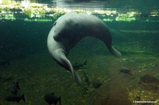 Trichechus manatus manatus-2