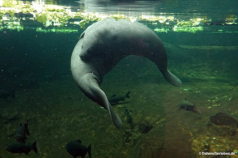 Trichechus manatus-2