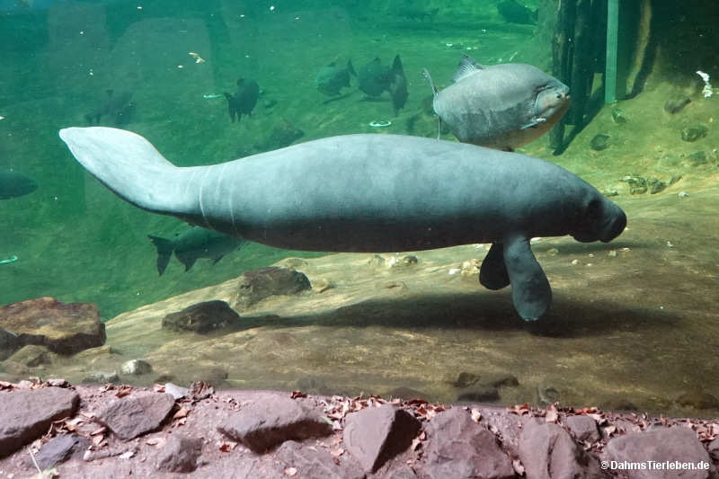 Trichechus manatus manatus
