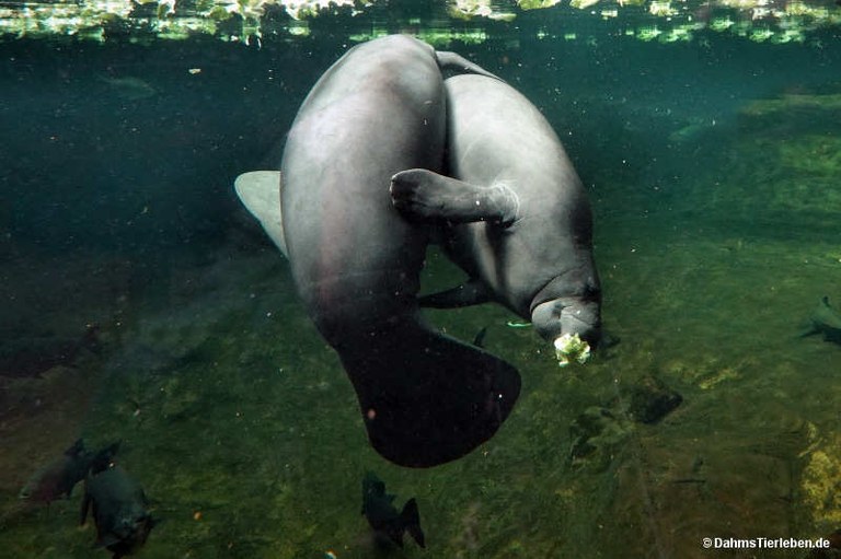 Trichechus manatus manatus