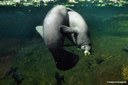 Trichechus manatus manatus