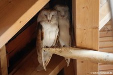 Schleiereulen (Tyto alba) im Zoo Duisburg