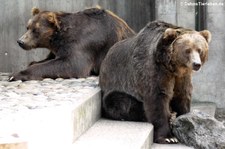 Kodiakbären (Ursus arctos middendorffi) im Zoo Duisburg