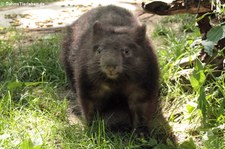 Nacktnasenwombat (Vombatus ursinus hirsutus) im Zoo Duisburg
